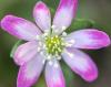 Show product details for Hepatica japonica Fukurin